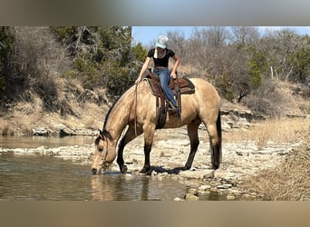 American Quarter Horse, Gelding, 10 years, 15,3 hh, Buckskin
