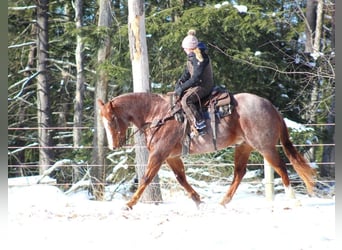 American Quarter Horse, Gelding, 10 years, 15,3 hh, Roan-Red