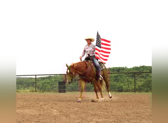American Quarter Horse Mix, Gelding, 10 years, 15,3 hh, Sorrel