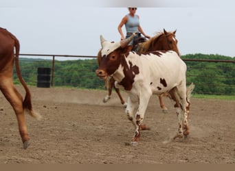 American Quarter Horse Mix, Gelding, 10 years, 15,3 hh, Sorrel