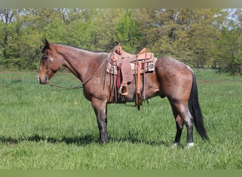 American Quarter Horse, Gelding, 10 years, 16.1 hh, Roan-Bay