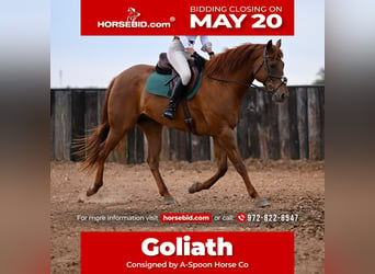 American Quarter Horse, Gelding, 10 years, 16.1 hh, Sorrel