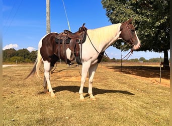 American Quarter Horse, Gelding, 10 years, 16.1 hh, Tobiano-all-colors