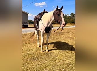American Quarter Horse, Gelding, 10 years, 16.1 hh, Tobiano-all-colors