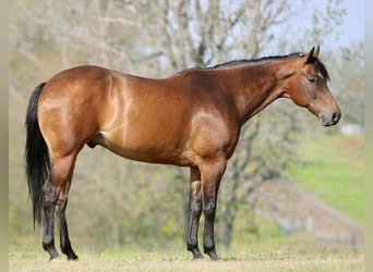 American Quarter Horse, Gelding, 10 years, 16 hh, Bay