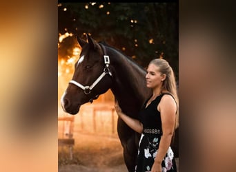 American Quarter Horse, Gelding, 10 years, 16 hh, Black