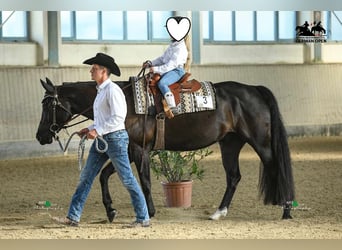 American Quarter Horse, Gelding, 10 years, 16 hh, Black