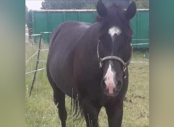 American Quarter Horse, Gelding, 10 years, 16 hh, Black