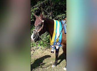 American Quarter Horse, Gelding, 10 years, 16 hh, Black