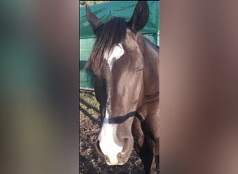 American Quarter Horse, Gelding, 10 years, 16 hh, Black