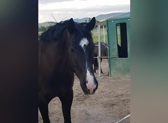 American Quarter Horse, Gelding, 10 years, 16 hh, Black