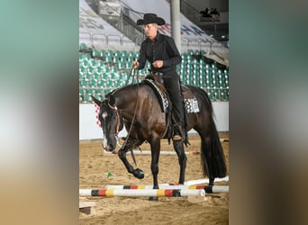 American Quarter Horse, Gelding, 10 years, 16 hh, Black