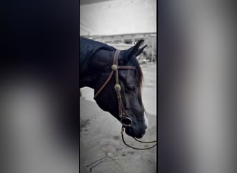 American Quarter Horse, Gelding, 10 years, 16 hh, Black