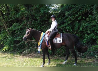 American Quarter Horse, Gelding, 10 years, 16 hh, Black