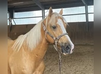 American Quarter Horse, Gelding, 10 years, 16 hh, Champagne
