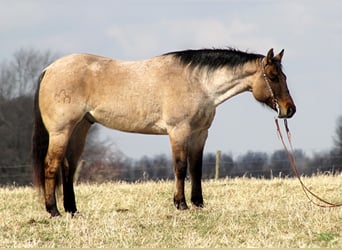 American Quarter Horse, Gelding, 10 years, 16 hh, Dun