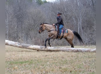 American Quarter Horse, Gelding, 10 years, 16 hh, Dun