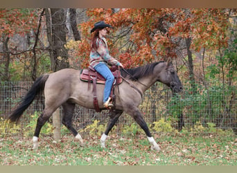 American Quarter Horse, Gelding, 10 years, 16 hh, Grullo