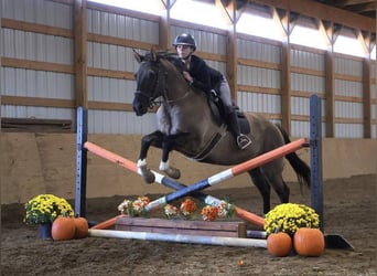 American Quarter Horse, Gelding, 10 years, 16 hh, Grullo