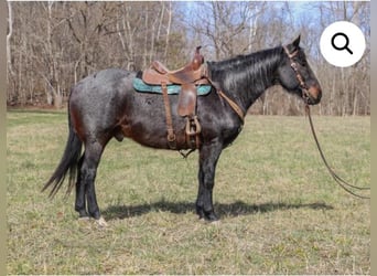 American Quarter Horse, Gelding, 10 years, 16 hh, Roan-Bay