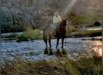 American Quarter Horse, Gelding, 10 years, 16 hh, Roan-Bay