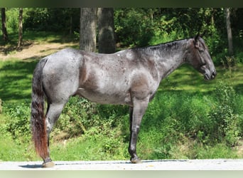 American Quarter Horse, Gelding, 10 years, 16 hh, Roan-Blue