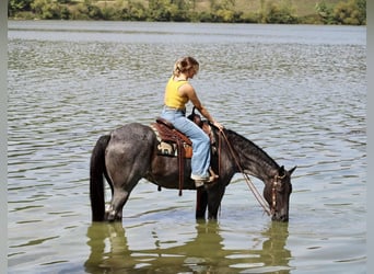 American Quarter Horse, Gelding, 10 years, 16 hh, Roan-Blue