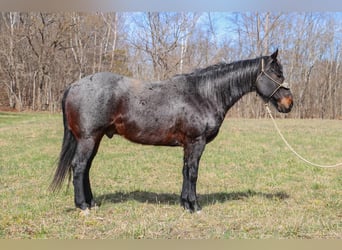 American Quarter Horse, Gelding, 10 years, 16 hh, Roan-Blue