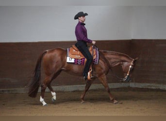 American Quarter Horse, Gelding, 10 years, 16 hh, Roan-Red