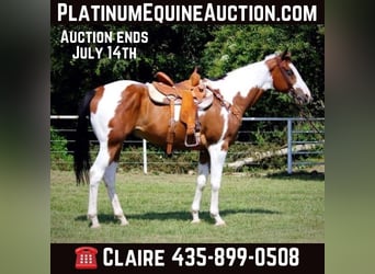 American Quarter Horse, Gelding, 10 years, 16 hh, Tobiano-all-colors