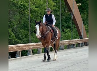 American Quarter Horse, Gelding, 10 years, 17 hh, Bay