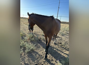 American Quarter Horse, Gelding, 10 years, 18 hh, Brown