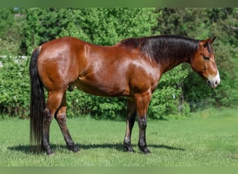 American Quarter Horse, Gelding, 10 years, Bay