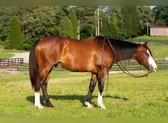 American Quarter Horse, Gelding, 10 years, Bay