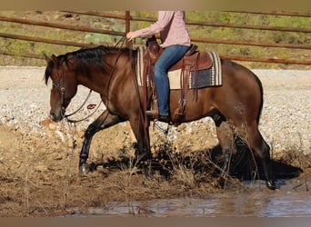 American Quarter Horse, Gelding, 10 years, Bay
