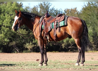American Quarter Horse, Gelding, 10 years, Bay