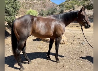 American Quarter Horse, Gelding, 10 years, Brown