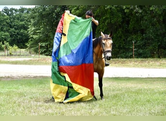 American Quarter Horse, Gelding, 10 years, Buckskin