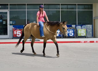 American Quarter Horse, Gelding, 10 years, Buckskin