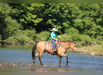 American Quarter Horse, Gelding, 10 years, Buckskin