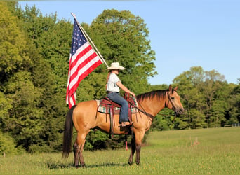 American Quarter Horse, Gelding, 10 years, Buckskin