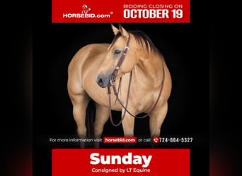 American Quarter Horse, Gelding, 10 years, Buckskin