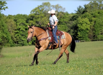 American Quarter Horse, Gelding, 10 years, Buckskin