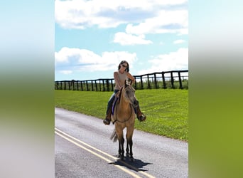 American Quarter Horse, Gelding, 10 years, Buckskin