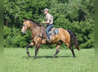American Quarter Horse, Gelding, 10 years, Buckskin
