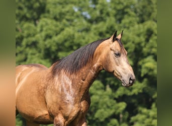 American Quarter Horse, Gelding, 10 years, Buckskin
