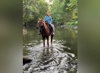 American Quarter Horse, Gelding, 10 years, Chestnut