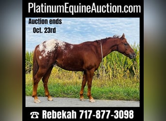American Quarter Horse, Gelding, 10 years, Chestnut