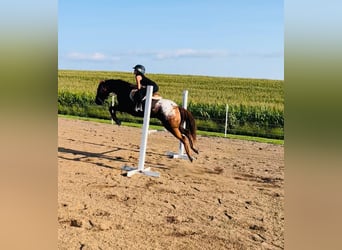 American Quarter Horse, Gelding, 10 years, Chestnut