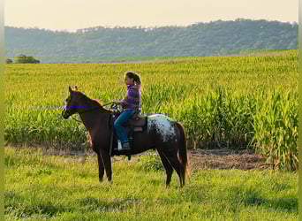 American Quarter Horse, Gelding, 10 years, Chestnut